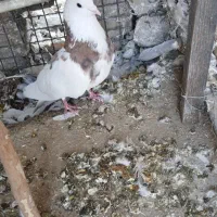 کبوتر|پرنده|ری, امین آباد|دیوار