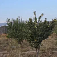 یک قطعه باغ به متراژ ۱۳۵۰ متر با سند تک برگ|فروش زمین و ملک کلنگی|شیراز, شاه قلی بیگی|دیوار