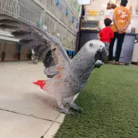 فروش ویژه طوطی سانان|پرنده|شیراز, فرودگاه شهید دستغیب شیراز|دیوار