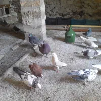 کبوتر|پرنده|بدره, |دیوار