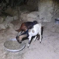 کهره نری و گیسه جفت