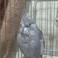 عروس هلندی معاوضه