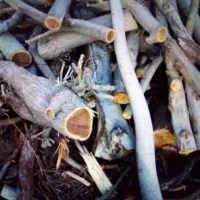 خرید و فروش انواع چوب هیرومی و شومینه ای