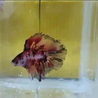 فایتر هافمون بتا|ماهی|لنجان, |دیوار