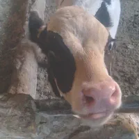 گاو وگوساله نر|حیوانات مزرعه|قنوات, |دیوار