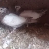 جوجه جیر|پرنده|قم, ولیعصر|دیوار