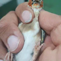 سهره چونه سفید