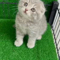 گربه اسکاتیش و بریتیش در همه رنگ|گربه|مشهد, هفت تیر (آب و برق)|دیوار