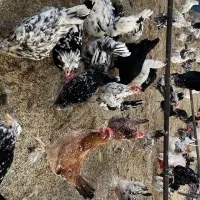 جوجه گلین|حیوانات مزرعه|فردیس, شهرک اسکویی|دیوار
