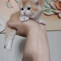 گربه اسکاتیش