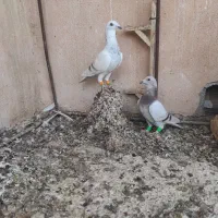 یک  جفتی کبوتر