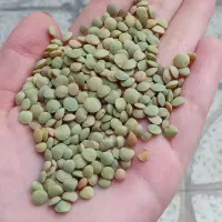 عدس دیمه درجه یک
