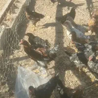 جوجه مرغ خروس محلی