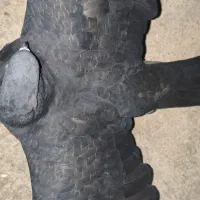 کبوتر زاغ|پرنده|دهدشت, |دیوار