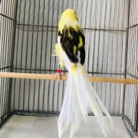 قناری رسمی بلند و پرستار