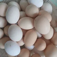 تخم مرغ طبیعی اورگانیک