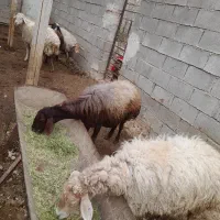 گوسفند آبستن سنگین