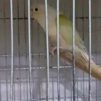 مونچیک نر بالغ