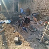 بوقلمون سالم و سرحال|حیوانات مزرعه|کوهدشت, |دیوار