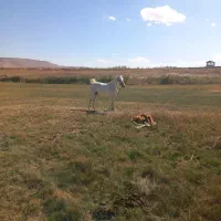 مادیان کوردی