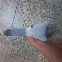 کبوتر پلاکی دوخت نر