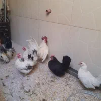 مرغ وخروس|حیوانات مزرعه|اصفهان, قهاب جنوبی|دیوار