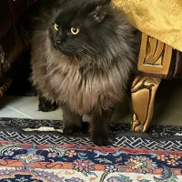 فروش گربه مینکون+ پرشین