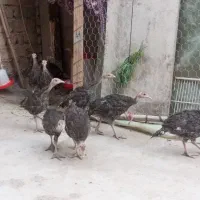 جوجه بوقلمون برنزه