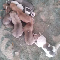 فروشی افغانی اصل