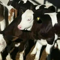 نمایندگی فروش گوساله سیمینتال ،هلشتاسن ،دورگه|حیوانات مزرعه|تبریز, |دیوار