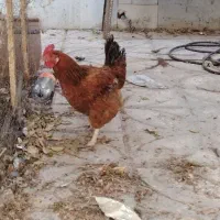 مرغ تخمگذار