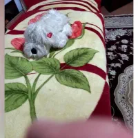 تخت  کمد دراور ویترین ست مدل زیزی  مناسب نوجوان