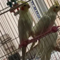 عروس هلندی نر و ماده