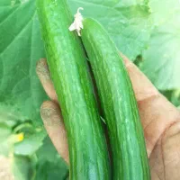 بذر خیار 110
