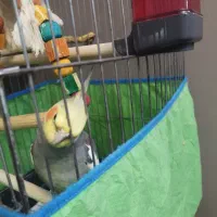 عروس هلندی نر|پرنده|چهارباغ, |دیوار