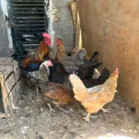 مرغ لری|حیوانات مزرعه|اصفهان, شهرستان|دیوار