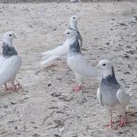 کفتر طوقی|پرنده|ساوه, |دیوار