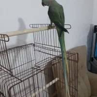 فروش شاه طوطی|پرنده|قائمشهر, |دیوار