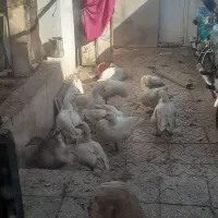 غاز چشم آبی.خروس|حیوانات مزرعه|رباط‌کریم, رباط‌کریم|دیوار