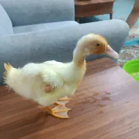 اردک|حیوانات مزرعه|شیراز, شهرک فرهنگیان|دیوار