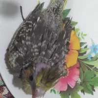 عروس هلندی