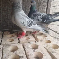 کفتر  المانی شامی کاکلی سبز پولک زاغ قورگی جفت گاه