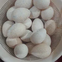 تخم بوقلمون ‌. نطفه دار
