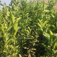 فروش انواع نهال مرکبات|خدمات باغبانی و درختکاری|عنبرآباد, |دیوار