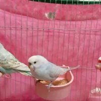 فروش مرغ عشق|پرنده|قم, شاه سید علی|دیوار