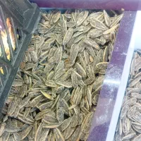 تخمه