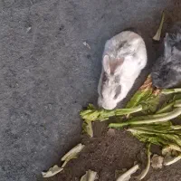 خرگوش واگذاری