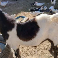 نر بز پاکستانی اصل وماده بز