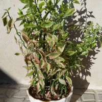 گل پدیلانتوس  سرحال|گل و گیاه طبیعی|کرمانشاه, |دیوار