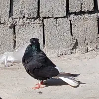 جفت اشعل برا فروش|پرنده|سوسنگرد, |دیوار